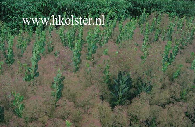 Cotinus coggygria 'Young Lady'