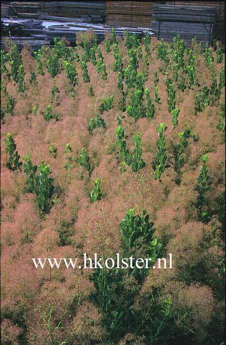 Cotinus coggygria 'Young Lady'