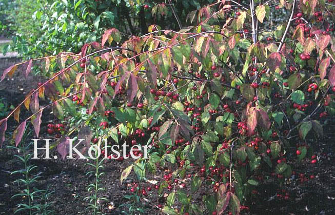 Euonymus oxyphyllus