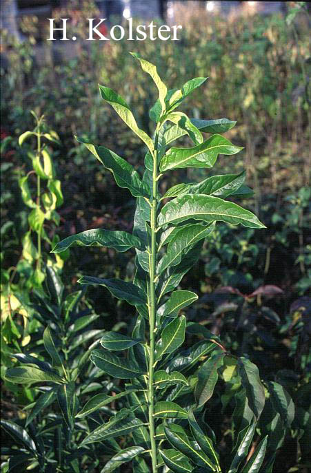 Euonymus hamiltonianus 'Den Haag'