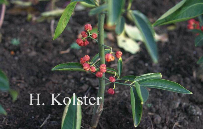 Euonymus hamiltonianus 'Den Haag'