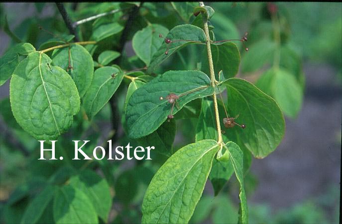 Euonymus pauciflorus