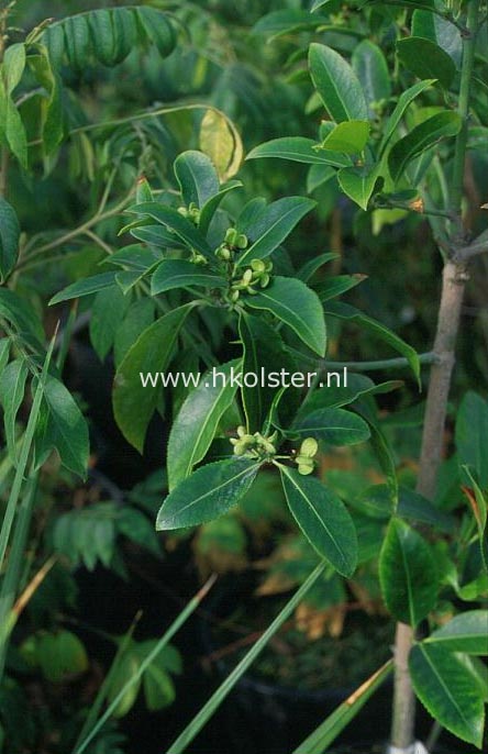 Euonymus pendulus