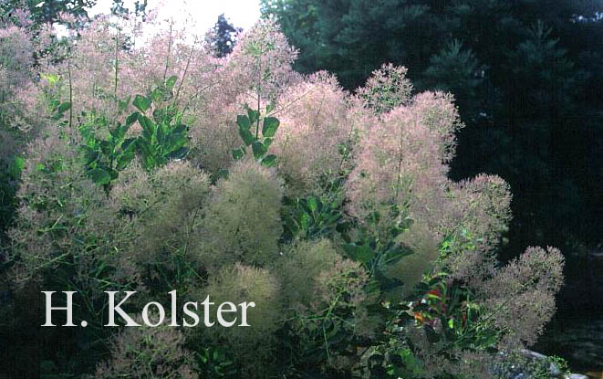 Cotinus coggygria 'Young Lady'