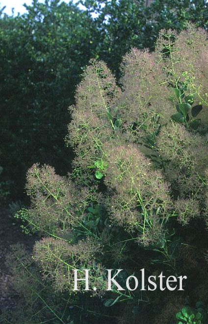 Cotinus coggygria 'Young Lady'