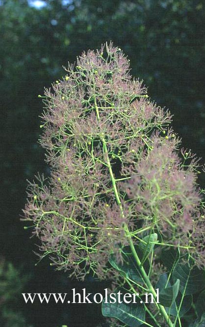 Cotinus coggygria 'Young Lady'