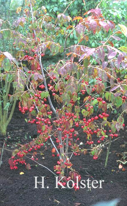 Euonymus oxyphyllus