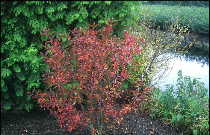 Euonymus europaeus