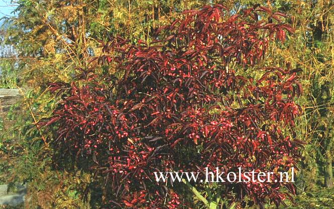 Euonymus hamiltonianus 'Indian Summer'