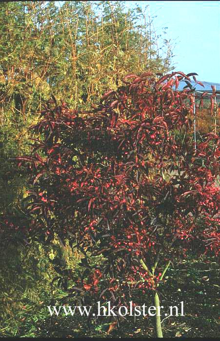 Euonymus hamiltonianus 'Indian Summer'