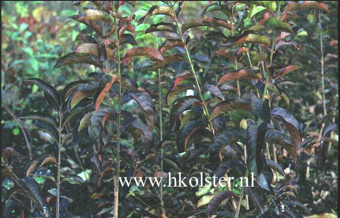 Euonymus hamiltonianus 'Indian Summer'