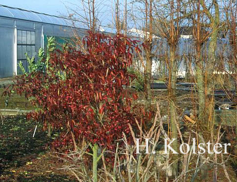 Euonymus hamiltonianus 'Indian Summer'