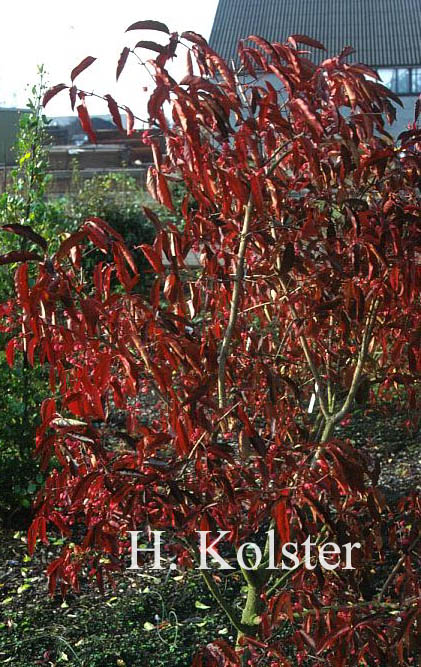 Euonymus hamiltonianus 'Indian Summer'