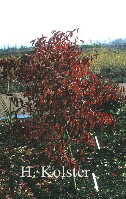 Euonymus hamiltonianus 'Indian Summer'