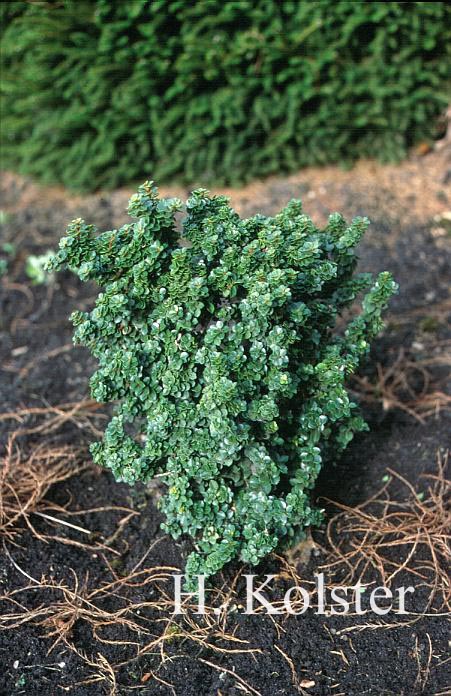 Ilex crenata 'Dwarf Pagoda'