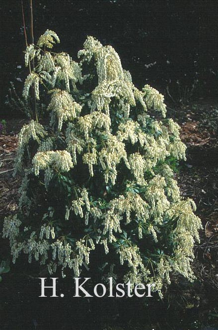 Pieris japonica 'White Cascade'