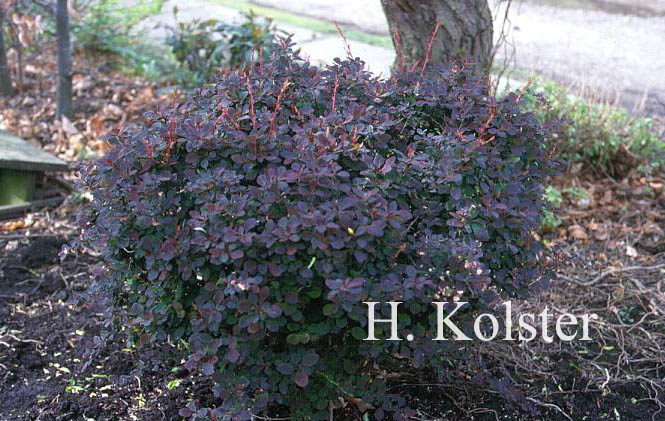 Berberis thunbergii 'Pink Attraction'