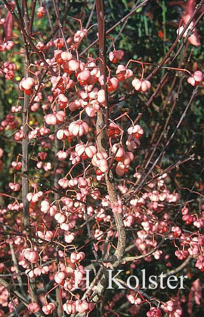 Euonymus cornutus quinquecornutus