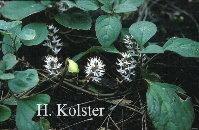 Pachysandra procumbens