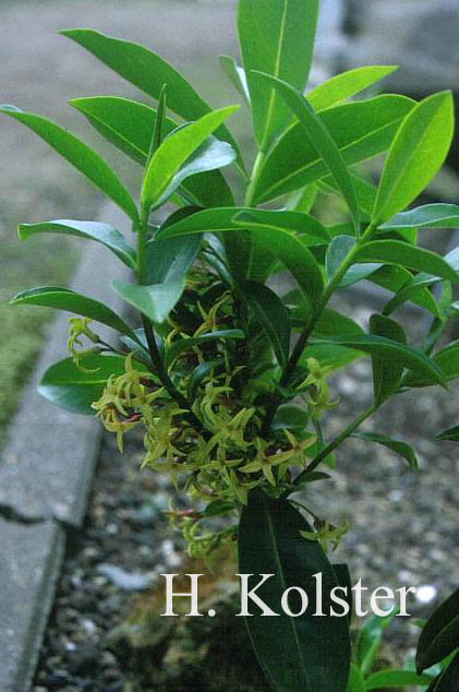 Daphne pontica