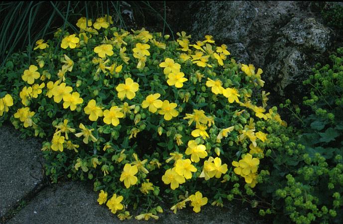 Hypericum cerastoides