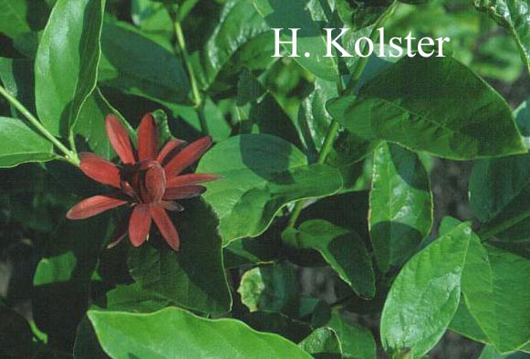 Calycanthus occidentalis