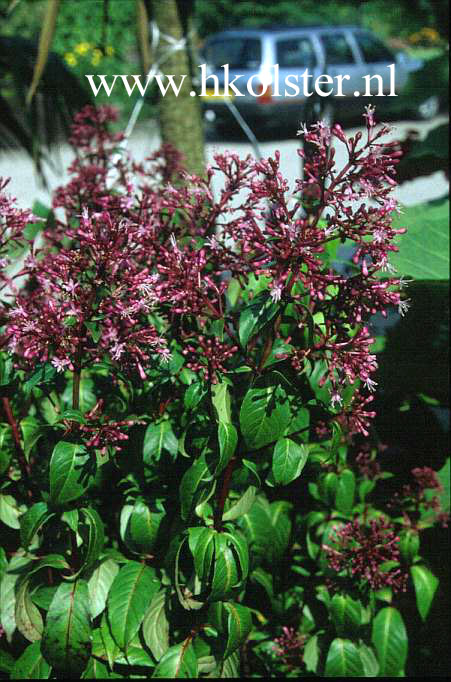 Fuchsia paniculata