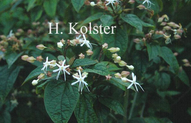 Clerodendrum trichotomum fargesii