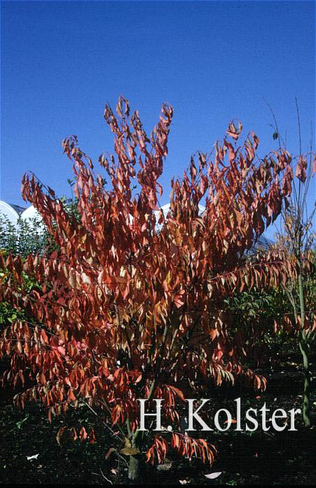 Euonymus bungeanus