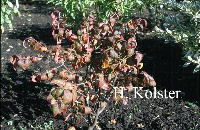 Euonymus pauciflorus