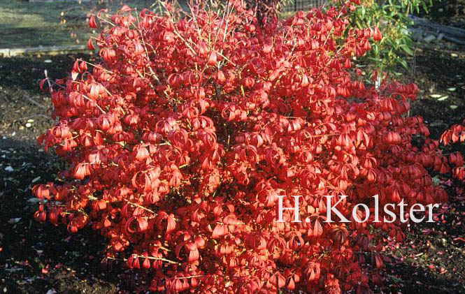 Euonymus alatus 'Compactus'