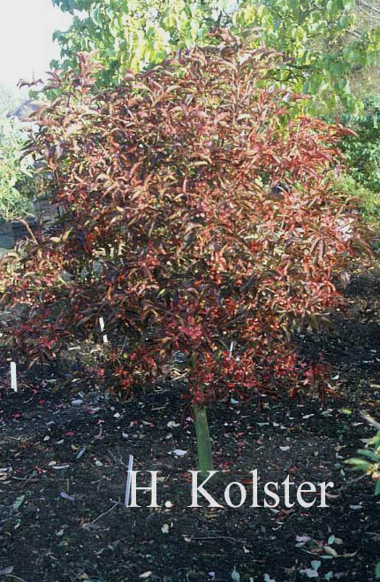 Euonymus hamiltonianus 'Indian Summer'