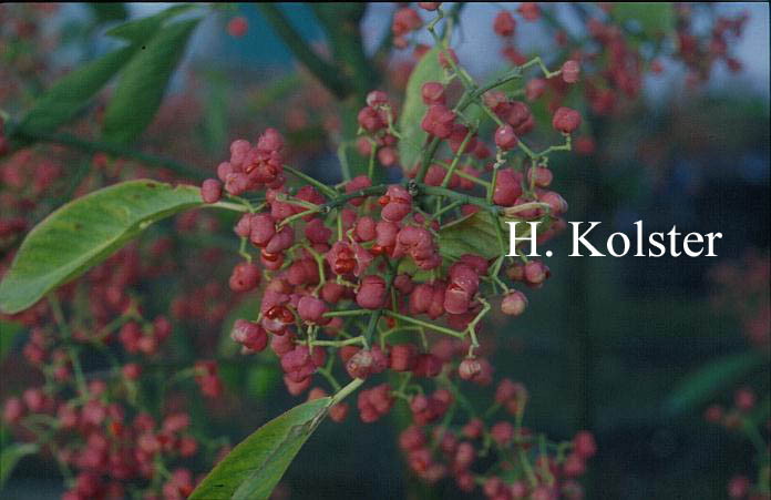 Euonymus hamiltonianus 'Den Haag'