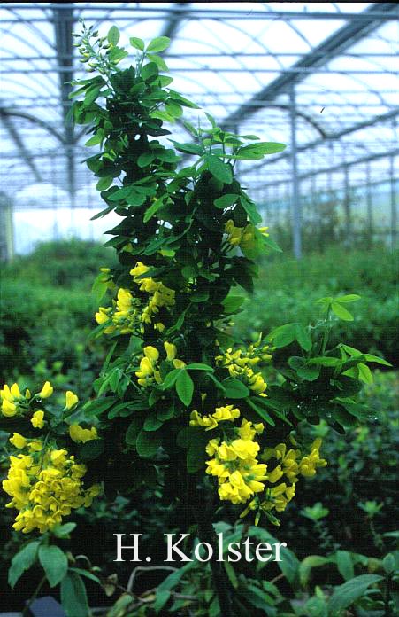 Laburnum anagyroides alschingeri