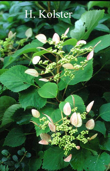 Schizophragma hydrangeoides 'Roseum'