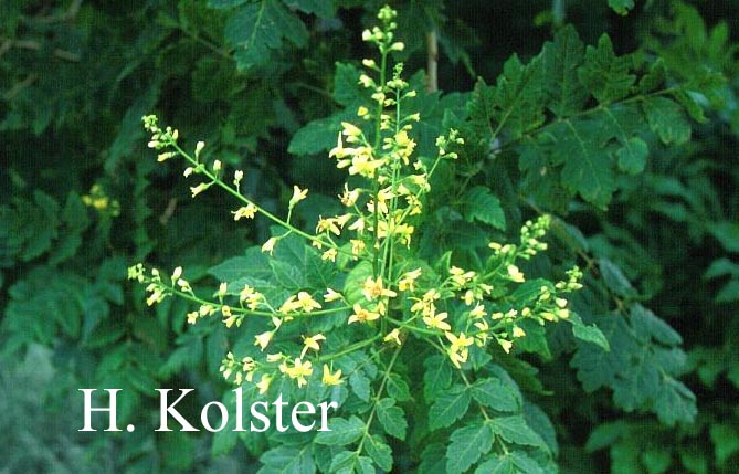 Koelreuteria paniculata