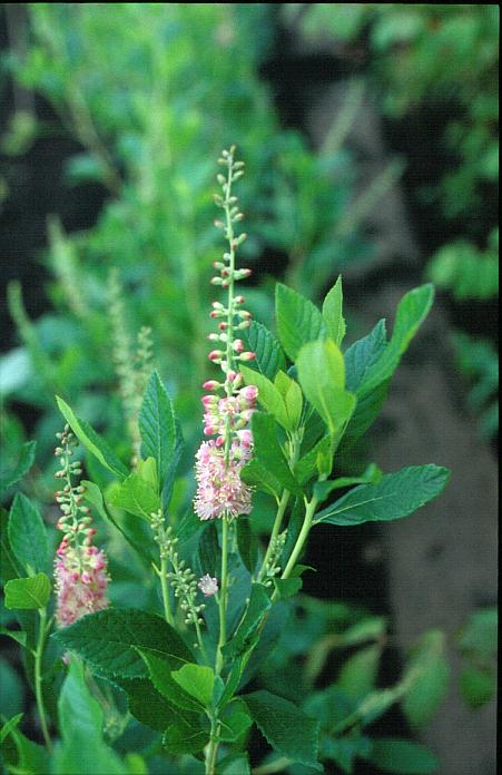 Clethra alnifolia 'Ruby Spice'