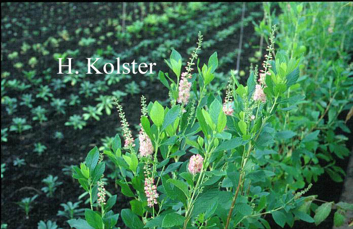 Clethra alnifolia 'Ruby Spice'