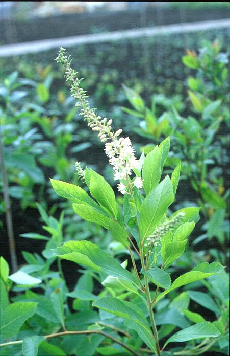 Clethra alnifolia 'Fern Valley Pink'