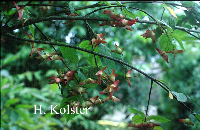 Euonymus macropterus