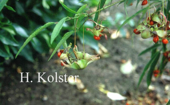 Euonymus cornutus quinquecornutus