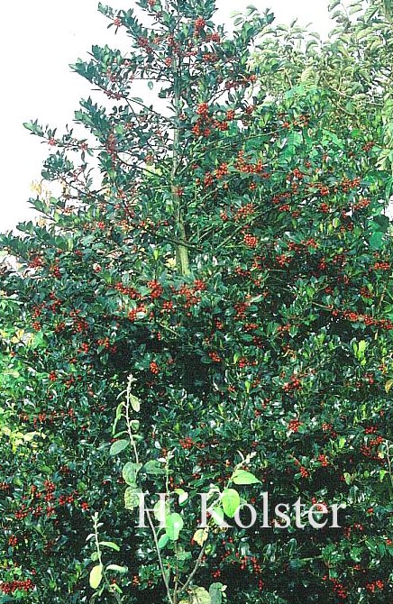 Ilex aquifolium