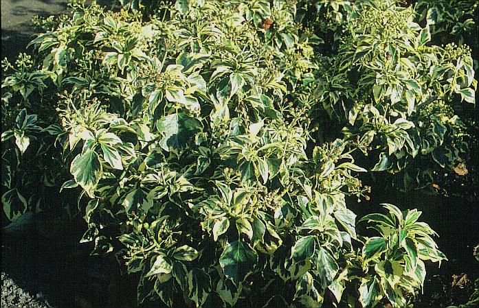 Hedera helix 'Ice Cream'