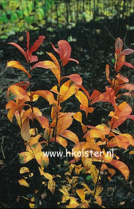 Photinia villosa 'Maximowicziana'