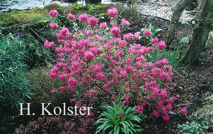 Rhododendron 'Ostara'