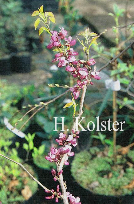 Cercis chinensis 'Avondale'