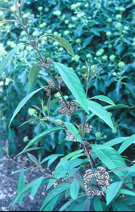 Callicarpa kwangtungensis