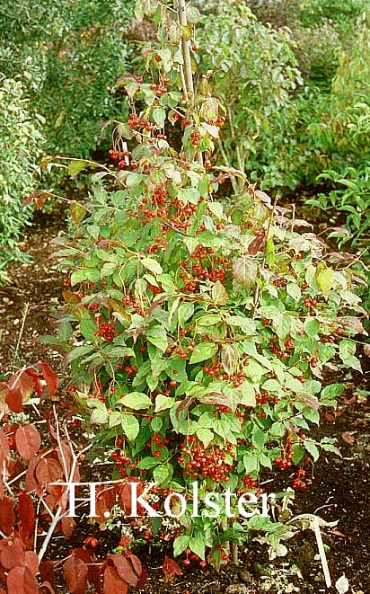 Euonymus oxyphyllus 'Waasland'