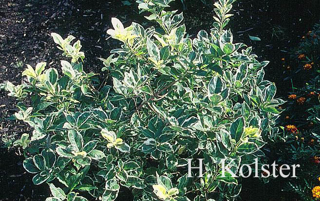 Euonymus hamiltonianus 'Snow'