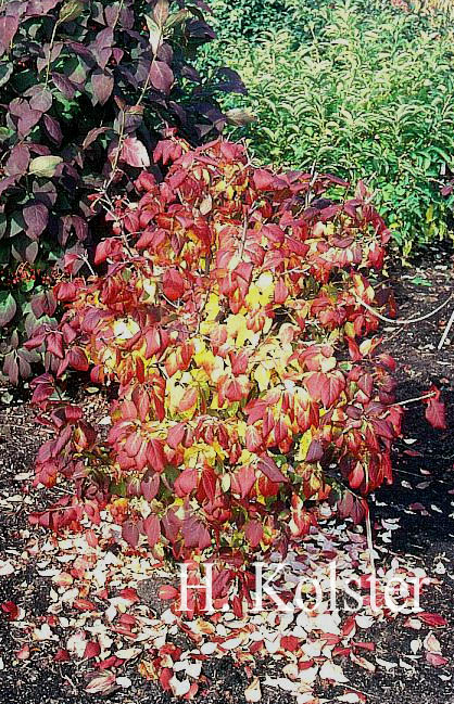 Euonymus maximowiczianus